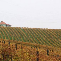 Vinogradi (photo: ARO)
