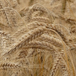 Pšenica, zrelo klasje (photo: ARO)