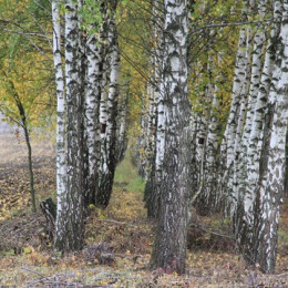 Ukrajina (photo: Izidor Šček)