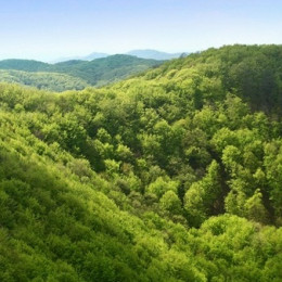 Slovenski gozd (photo: ARO)