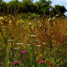 Pustimo, da se travniki razcvetijo (photo: Pixabay)