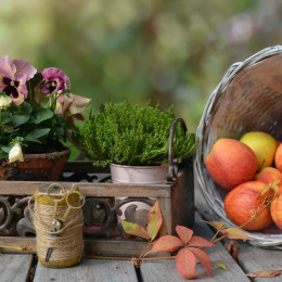 Jesen je bogata s pridelki, sadeži, pa tudi rastlinami (photo: Rebekka D / Pixabay)