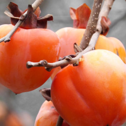Letos so bili plodovi kakija lahko dolgo na drevesu. (photo: Marc Pascual / Pixabay)