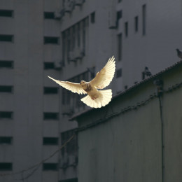 Če je Bog Bog miru – in to je – nam ni dovoljeno iti se vojne v njegovem imenu. (photo: Sunyu / Unsplash)