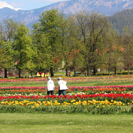 Razstava tulipanov  (photo: Arboretum Volčji potok)