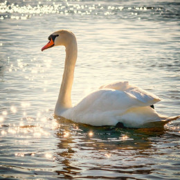 Labod. Aviarno influenco ponavadi v največji meri prenašajo divje vodne ptice. (photo: Peter H. / Pixabay)