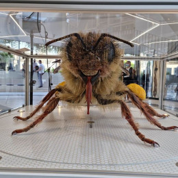 Pridna delavka Kranjska čebela (photo: Boštjan Noč)