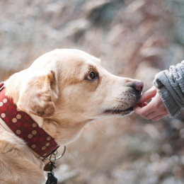 Psa, ki pobegne, ob prihodu domov pohvalimo - on ne razume, da je naredil nekaj narobe (photo: Lenka Novotná / Pixabay)