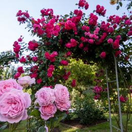 Rožni vrt v Arboretumu Volčji Potok (photo: Arboretum)