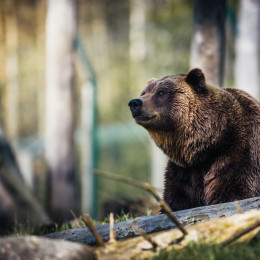 Medved (photo: Janko Ferlic)
