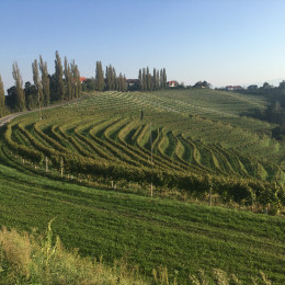 Pogled na značilne vinograde in kmetijsko krajino goric (photo: Kmetijski inštitut Slovenije)