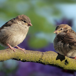 Na Gregorjevo se ptički ženijo ... (photo: PixaBay)