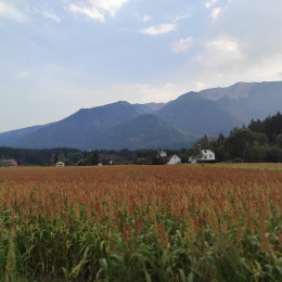 Njiva sirka na poti proti Pliberku. (photo: Andrej Jerman)