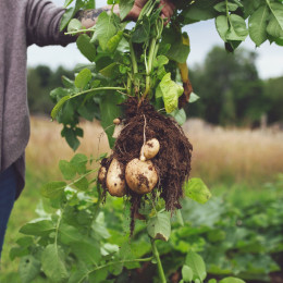 Hrana, polje (photo: pixabay)