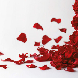 Za Andrejo Jernejčič prepoznavni lističi rdeče vrtnice, ki krasijo tudi njene knjige (photo: Osebni arhiv)