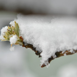 Pozeba (photo: STA / Tamino Petelinšek)