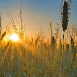 Obilno žetev zagotavlja dobra zemlja. (photo: Anrita / Pixabay)