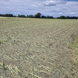 Koruza popolnoma poškodovana v toči (photo: Peter Pribožič, KGZ Ptuj)