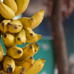 Banane (photo:  Prasanta Sahoo from Pixabay)