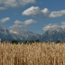 Žitno polje, pšenica (photo: Tamino Petelinšek / STA)