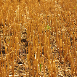 Izsušeno strnišče (photo: Hans from Pixabay)