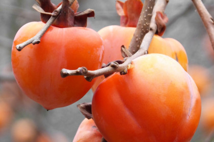 Letos so bili plodovi kakija lahko dolgo na drevesu. (photo: Marc Pascual / Pixabay)