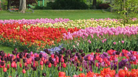 Tulipani (photo: www.arboretum-vp.si)