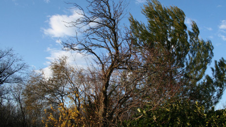 Od burje nagnjena drevesa na Krasu (photo: Wikipedia)