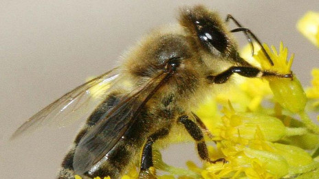 Pazimo na čebele (photo: ARO)