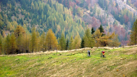 Slovenski gozd (photo: Tomaž Ovsenik)