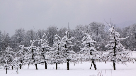 Sadno drevje v snegu (photo: Matjaž Maležič)
