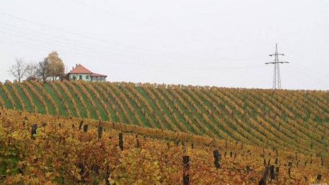 Vinogradi (photo: ARO)