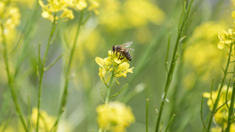 Čebela na oljni repici (photo: Jošt Gantar / MKGP)