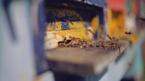 Čebele, ki uspešno povezuje družinsko zgodbo Ferenčakovih (photo: Čebelarstvo Ferenčak)