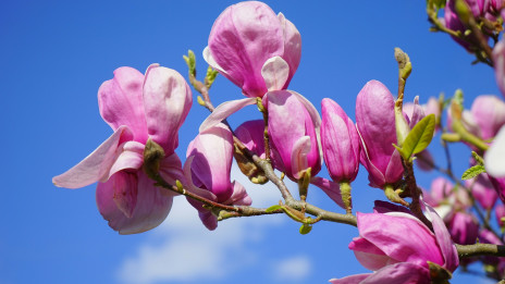 Magnolija je lepotica pomladi, na žalost njena lepota hitro mine ... (photo: Hans Braxmeier / Pixabay)