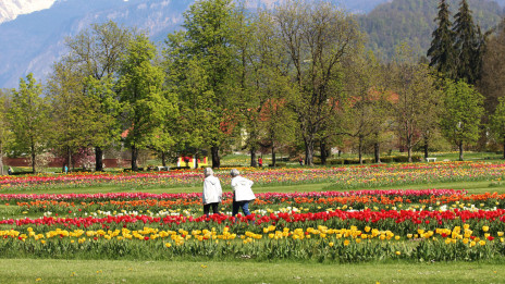 Razstava tulipanov  (photo: Arboretum Volčji potok)