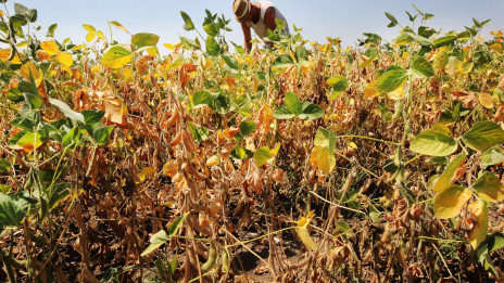 Suša, pomanjkanje vode in visoke temperature so poškodovali pridelke (photo: Tanjug/STA)