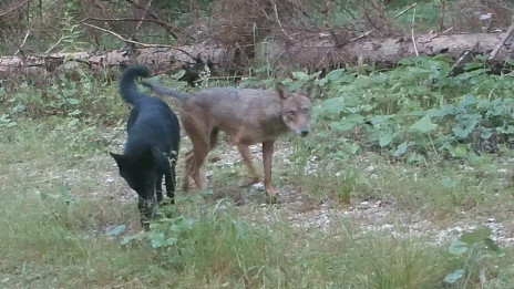 Fotografija volkulje in križanca med volkom in domačim psom posneta na italijanski strani prelaza Predel poleti 2020. (photo: Progetto Lince Italia / SloWolf)