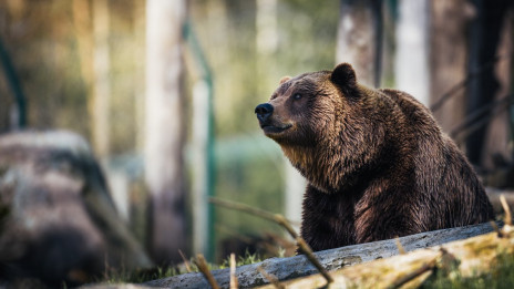 Medved (photo: Janko Ferlic)