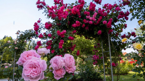 Oglejte si čudovite vrtnice v Arboretumu (photo: Arboretum Volčji Potok)