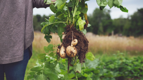 Hrana, polje (photo: pixabay)