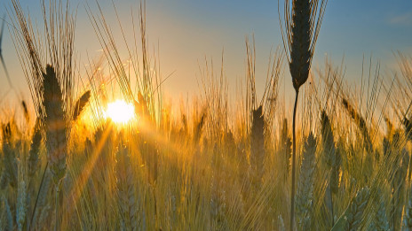 Obilno žetev zagotavlja dobra zemlja. (photo: Anrita / Pixabay)