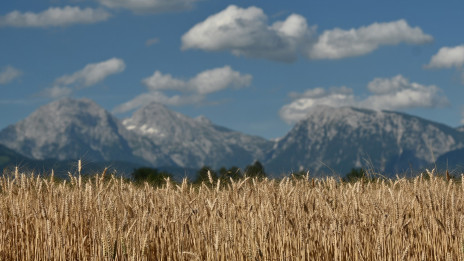 Žitno polje, pšenica (photo: Tamino Petelinšek / STA)