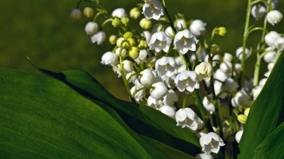 Šmarnice (photo: Peggy Choucair / Pixabay)