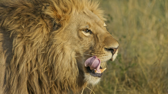 Predatorski lev (photo: Pixabay)