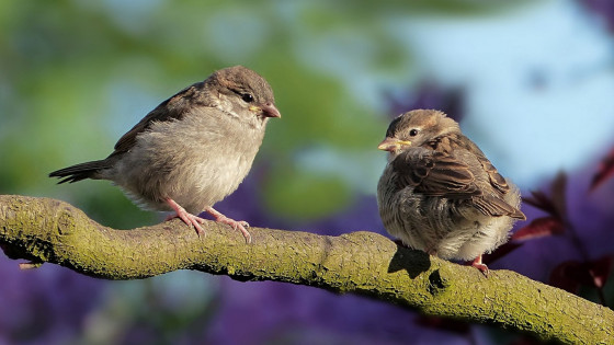 Na Gregorjevo se ptički ženijo ... (photo: PixaBay)