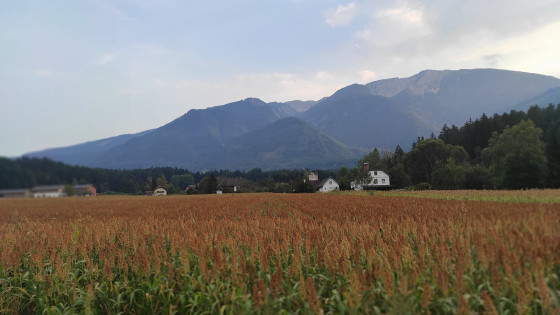 Njiva sirka na poti proti Pliberku. (photo: Andrej Jerman)