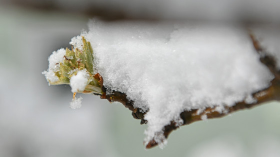 Pozeba (photo: STA / Tamino Petelinšek)