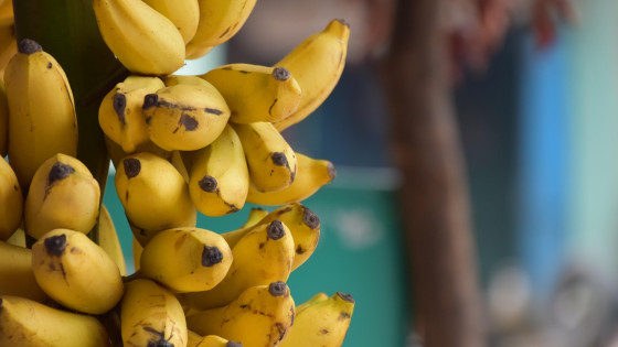 Banane (photo:  Prasanta Sahoo from Pixabay)