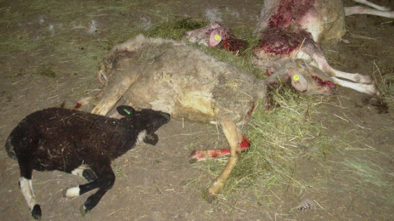 Po volku pomorjene ovce (photo: KGZS)